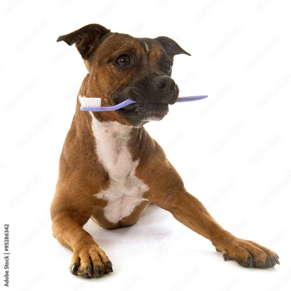 staffordshire bull terrier and toothbrush
