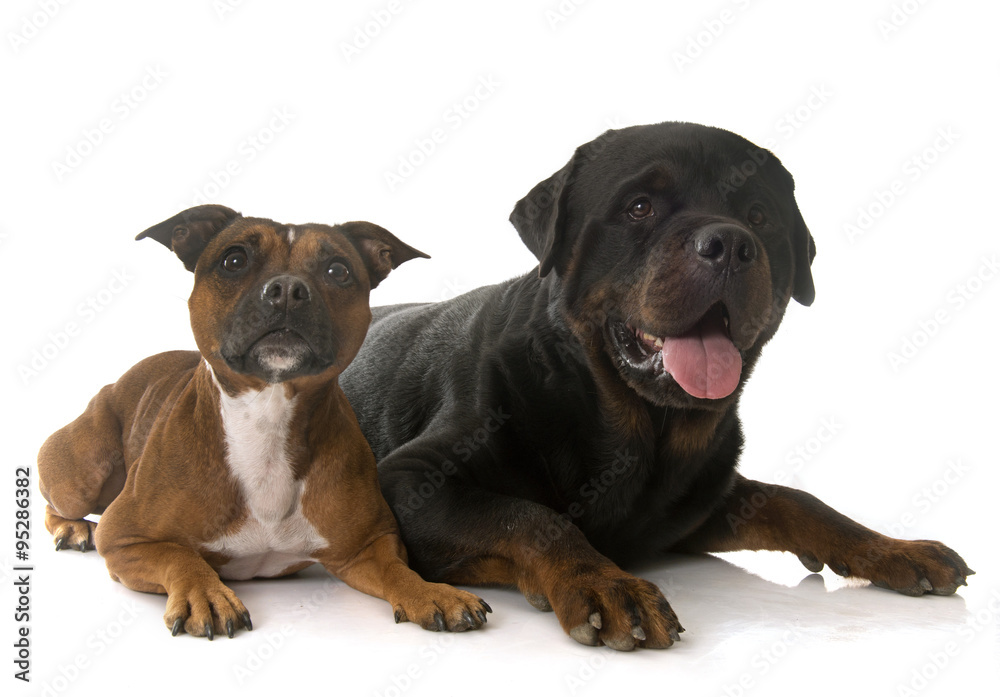 staffordshire bull terrier and rottweiler staffordshire bull terrier and rottweiler