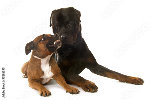 staffordshire bull terrier and rottweiler