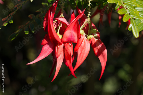 Cluster of red flowers of Clianthus with water drops photo
