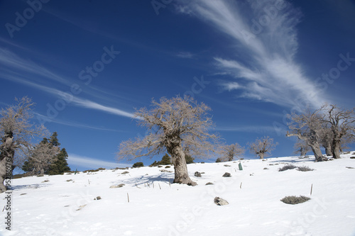 Wallpaper Mural Málaga, vista de la sierra de las Nieves bajo un manto blanco de nieve Torontodigital.ca