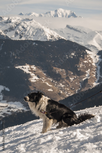 A dog in front of Mont Blanc massif. Alps, France