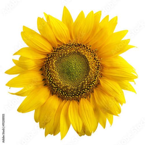 Fototapeta Naklejka Na Ścianę i Meble -  Close up view of the yellow sunflower