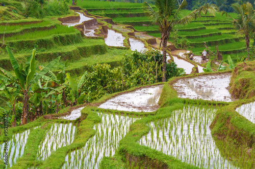 Landscape with Rice Field and Jungle  Bali
