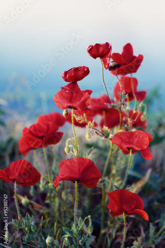 Red blossoming poppy against a background of field and sky with