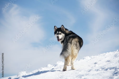 Hermoso perro N  rdico en la nieve