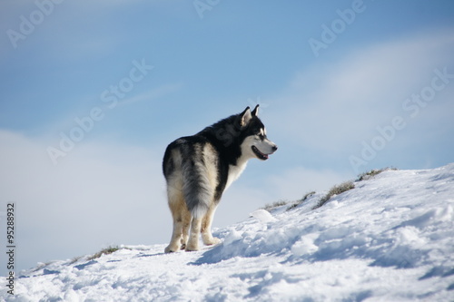 Hermoso perro N  rdico en la nieve