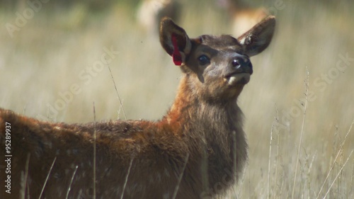 Closeup of young elk calf, 4K