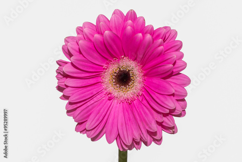 Pink flower Coral Gerbera Daisy isolated on a white background