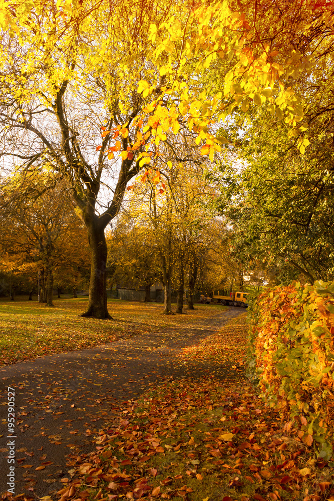 Fototapeta premium Beautiful and bright autumnal trees in Scottish park with afternoon sunlight.