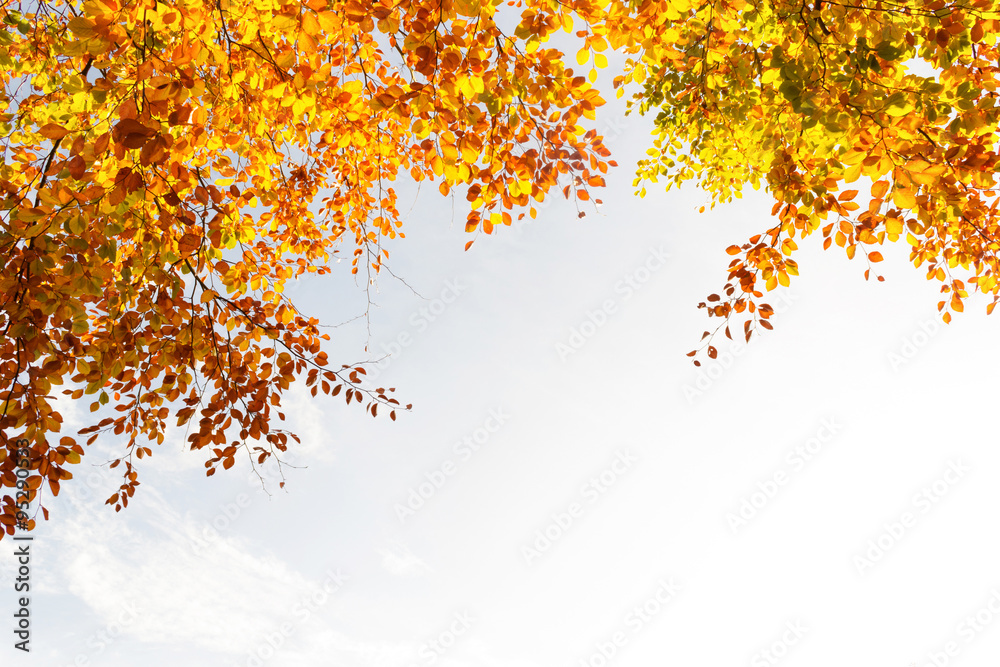 Beautiful fall tree branches, bright background Beautiful fall tree branches, bright background