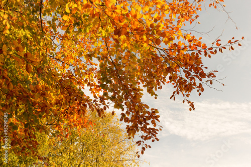 Beautiful fall tree branches  bright background