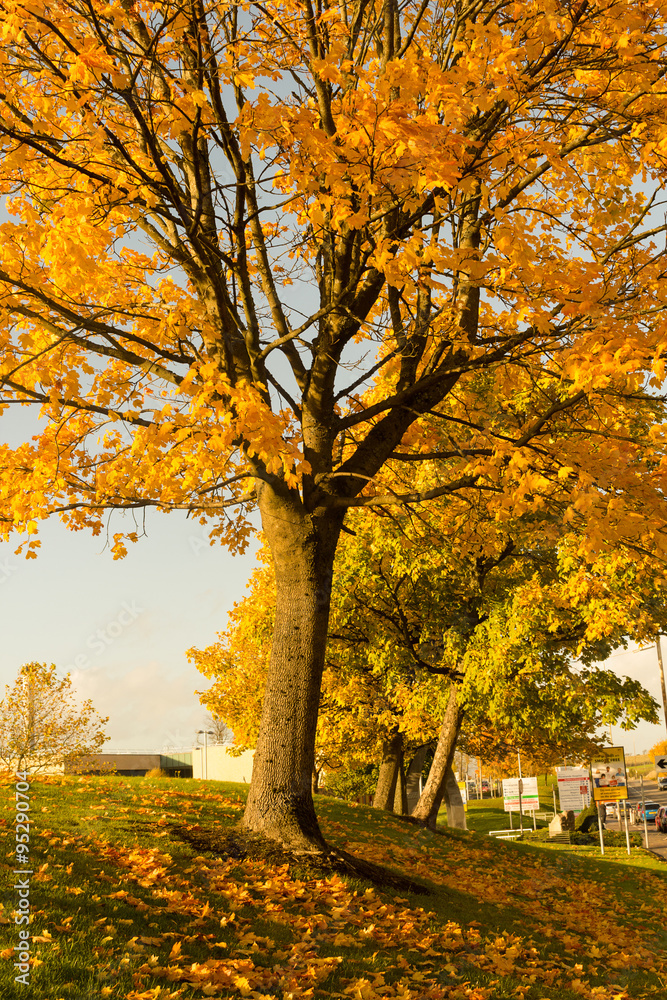 Beautiful and bright, maple tree with orange leaves in Autumn Beautiful and bright, maple tree with orange leaves in Autumn