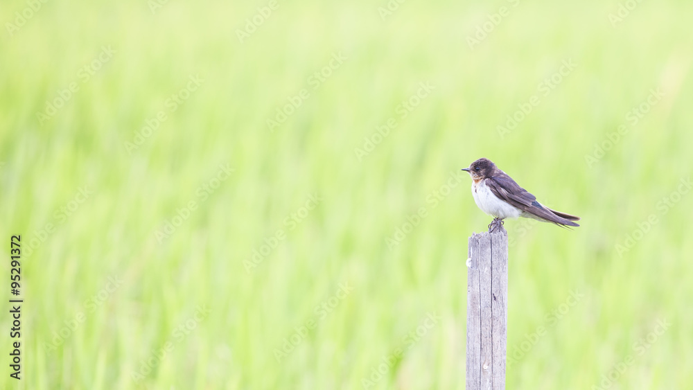 Juvenile Barn Swallow.
A juvenile barn swallow resting on the wood stick on paddy field.