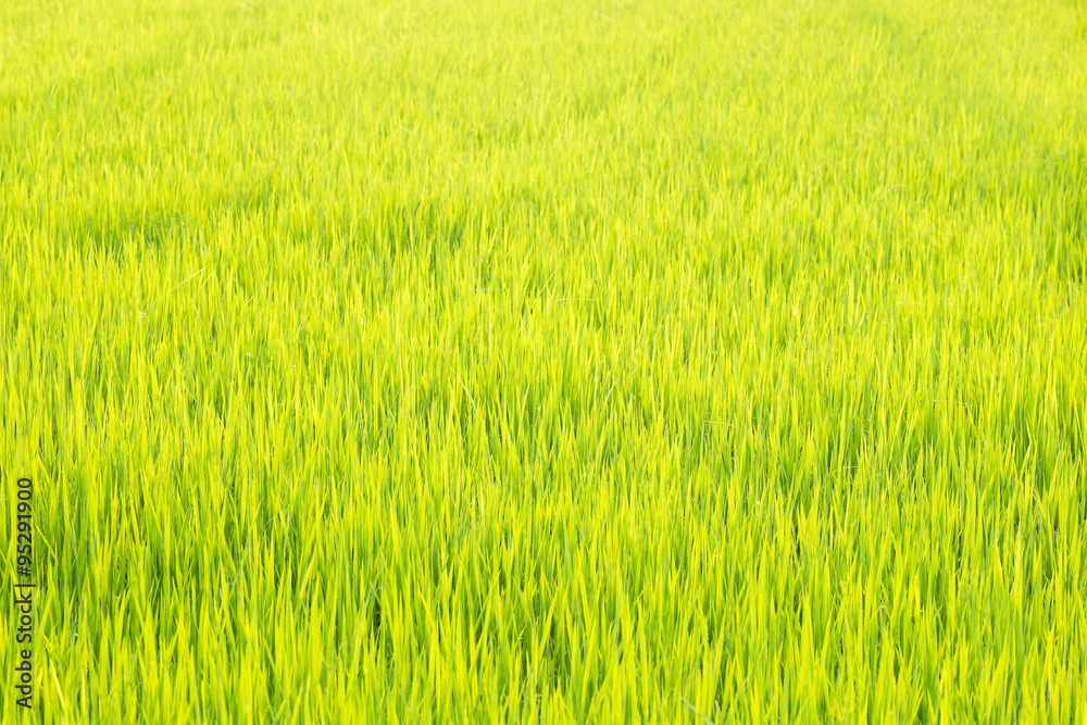 Growing rice in field background Growing rice in field background