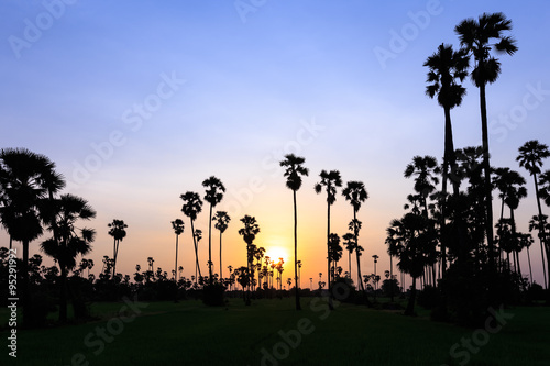 Toddy or sugar palm in rice field at twilight