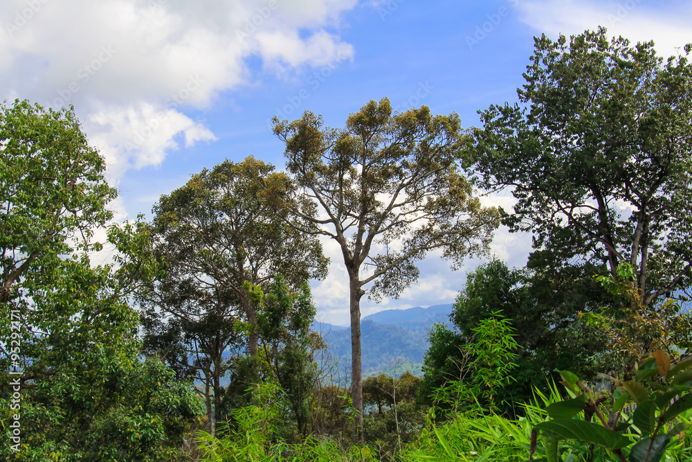 Landscape on the mountain at countryside in Thailand.