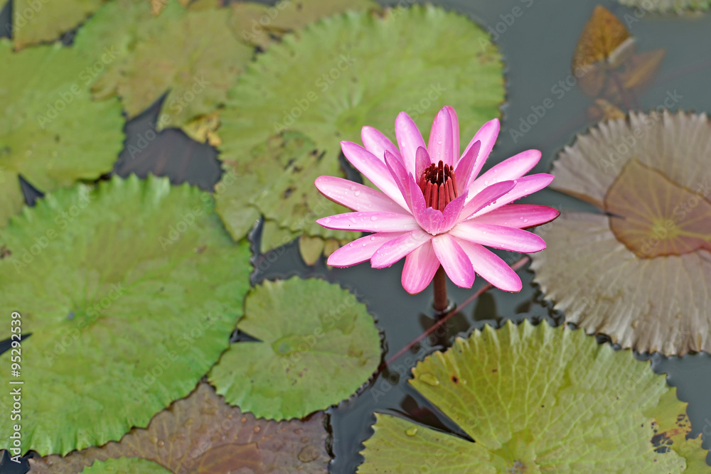 beautiful lotus flower in pond beautiful lotus flower in pond