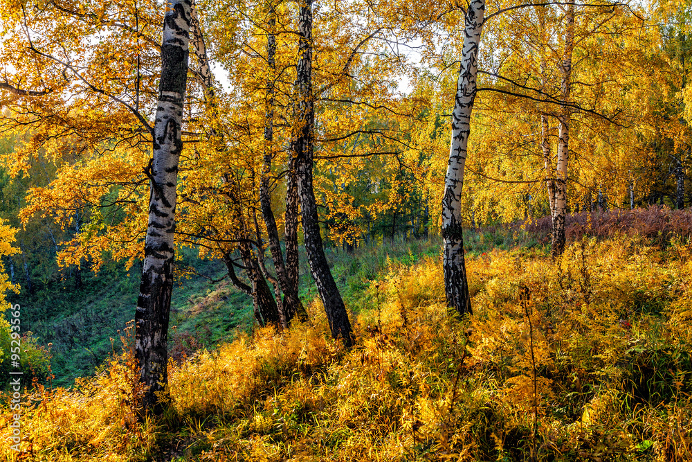 Fototapeta premium Autumn in Siberia