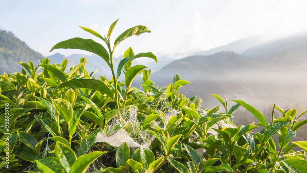 Tea leave in the field Tea leave in the field