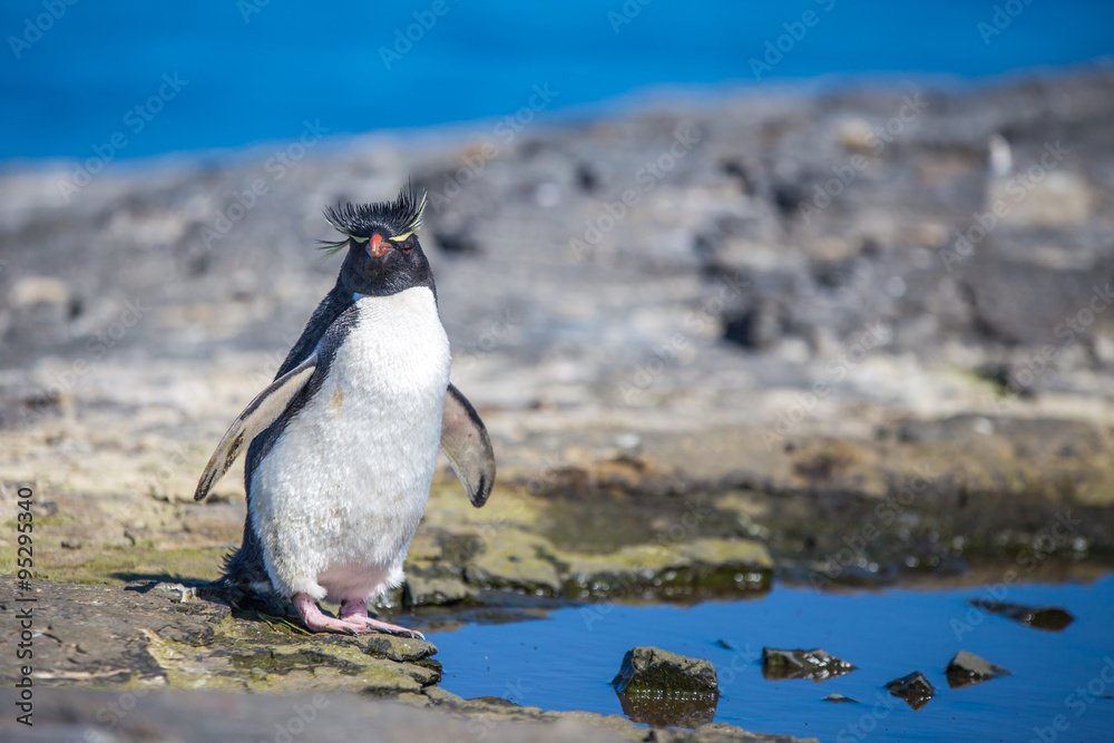 Naklejka premium Rockhopper Penguins Eudyptes chrysocome by rock pool