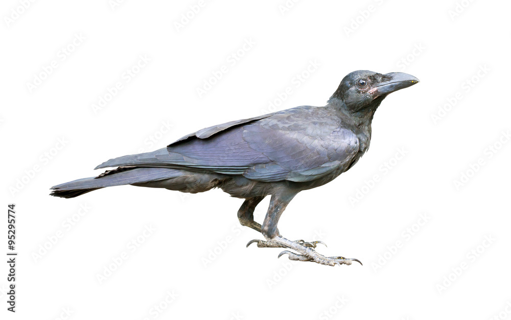 Young black crow on the ground on white background. Young black crow on the ground on white background.