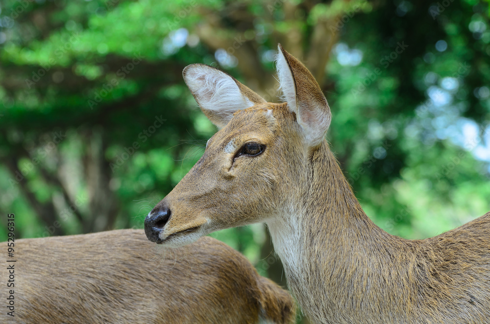 Eld's deer also known as the thamin or brow-antlered deer.