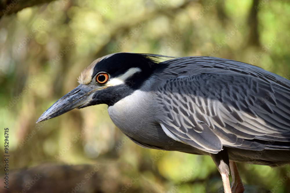 Obraz premium Night heron closeup view