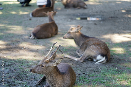 Fototapeta Naklejka Na Ścianę i Meble -  奈良公園 鹿
