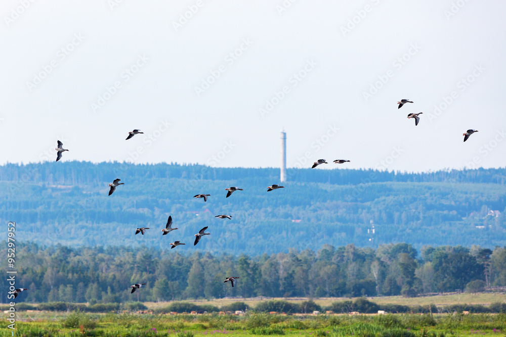 Flock of greylag geese flying in the landscape Flock of greylag geese flying in the landscape