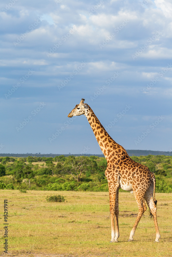Obraz premium View with a giraffe