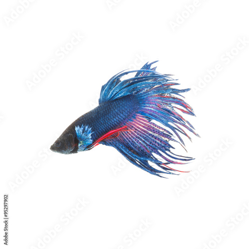 Blue siamese fighting fish, betta splendens isolated on white background