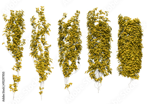 Foto yellow ivy leaves in autumn
