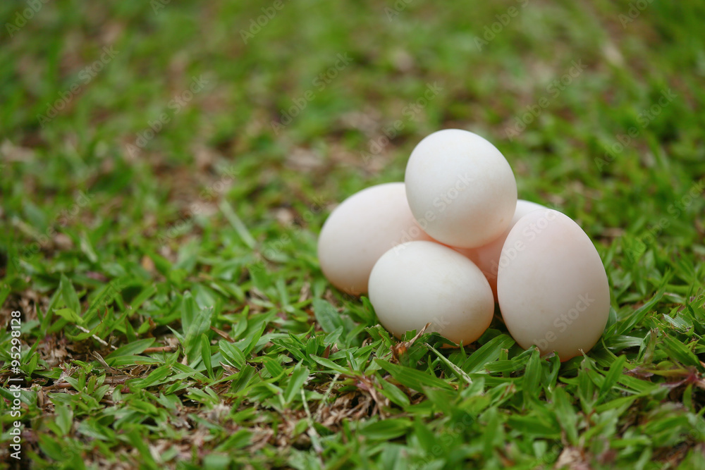 eggs on grass, Fresh eggs for cooking or raw material, fresh eggs background. eggs on grass, Fresh eggs for cooking or raw material, fresh eggs background.