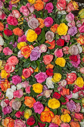 Colorful rose background © shujaa_777