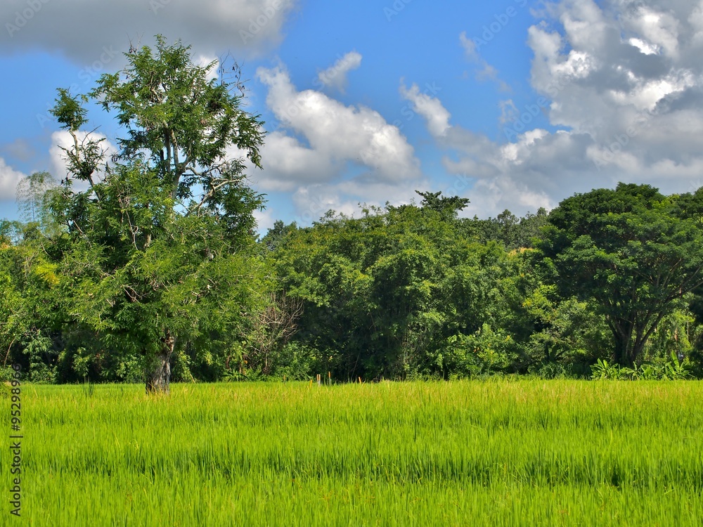 view of the big tree, rice field, mountain and cloud on the sky in Chiang Mai, Thailand.