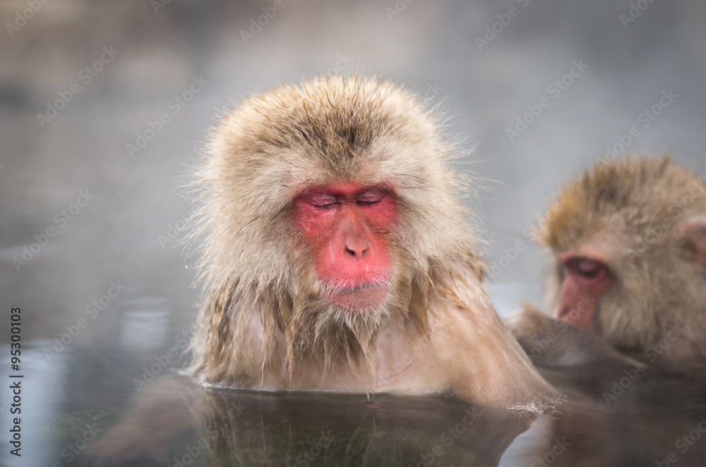 Naklejka premium snow monkey,nagano,jigokudani,japan（長野県上林温泉地獄谷の雪猿）
