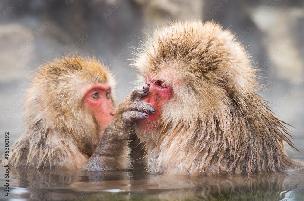 Fototapeta premium snow monkey,nagano,jigokudani,japan（長野県上林温泉地獄谷の雪猿）