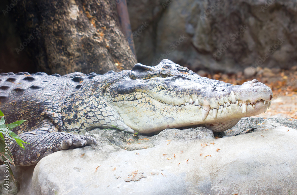 Fototapeta premium A crocodile resting on the stone.
