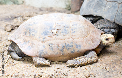 Elongated tortoise turtle.