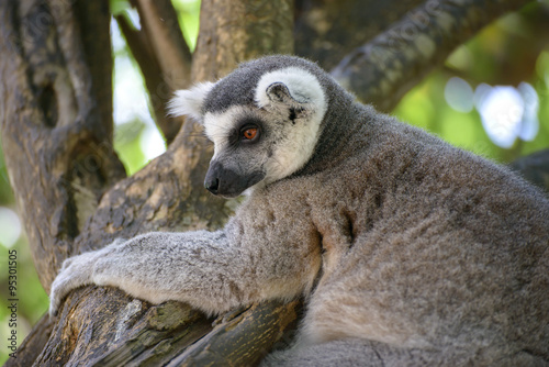 ring-tailed lemur (lemur catta)