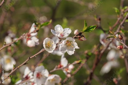 Almond flowers on branch