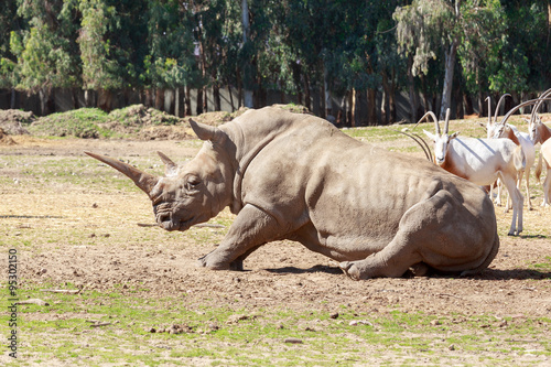 Rhinoceros lays down to the ground