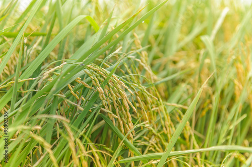 rice field