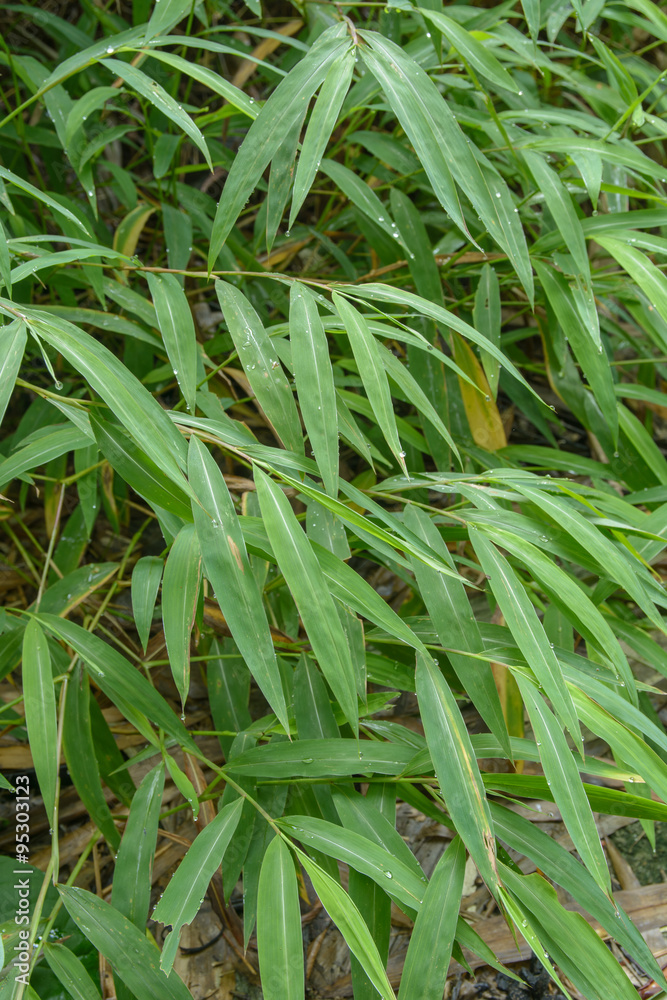 bamboo leaves background