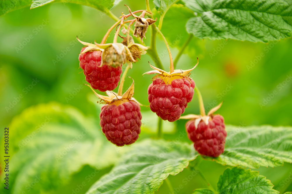 Four red raspberries growing Four red raspberries growing