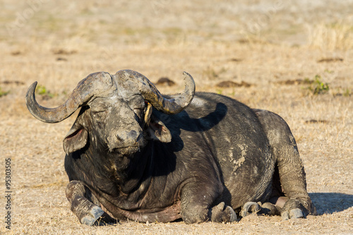 Tired Cape buffalo bull rolling in water pond to cool down