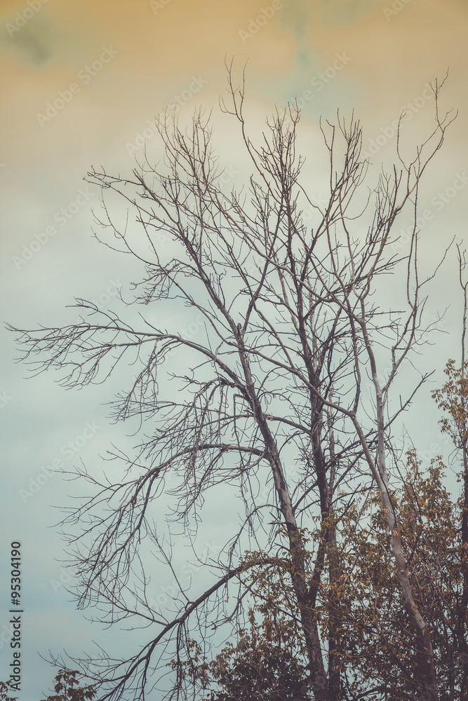 Obraz premium Autumn Tree Branches