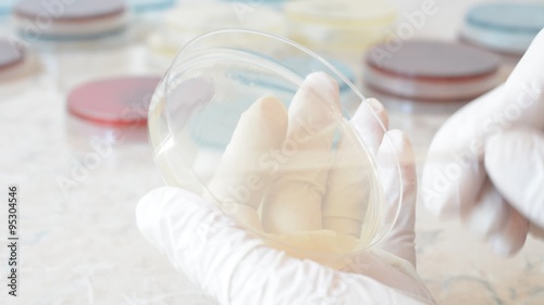 Scientist with gloves doing an antibiogram on agar petri dish with a sterile swab, to test the sensitivity of an isolated bacterial strain photo