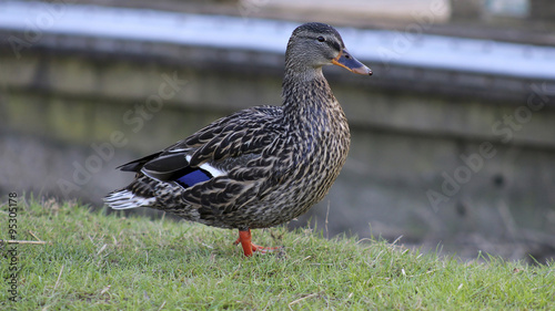 Wild Female Duck / A wild - mallard - female duck from Oregon, USA.